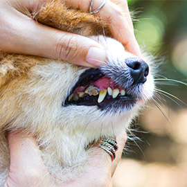 Your Veterinarian in Sugar Hill Services