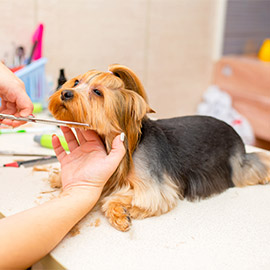 Grooming Services at Lanier Animal Hospital